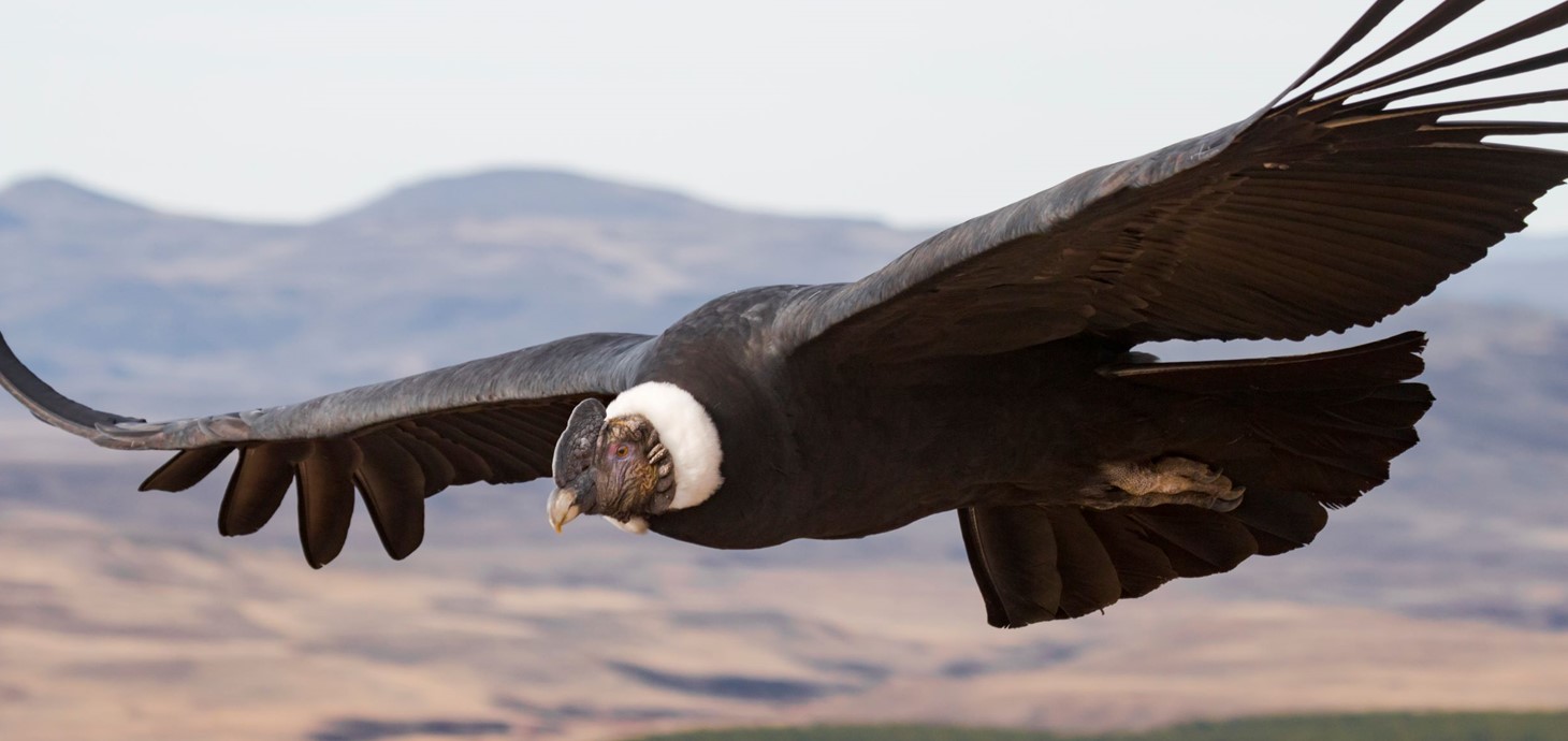 The Andean condor actually flaps its wings for one per cent of its flight time. Picture: Facundo VitalPicture: Facundo Vital
