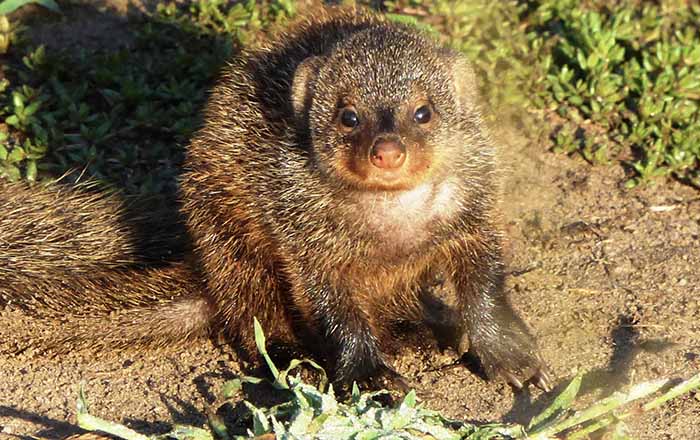 Study shows inbreeding reduces cooperation in banded mongooses