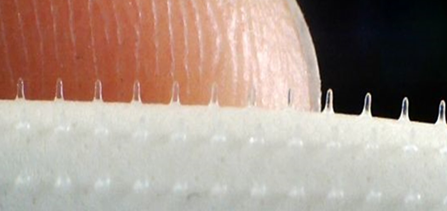 Microneedles:  these are tiny needles, measured in millionths of a metre (μm), designed to deliver medicines through the skin. 