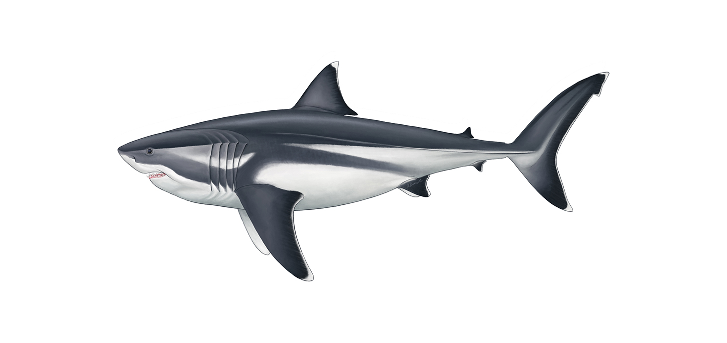 https://www.swansea.ac.uk/press-office/news-events/news/2020/09/true-size-of-prehistoric-mega-shark-finally-revealed-.php