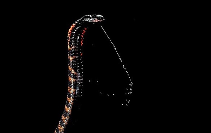 A cobra spits its venom. Photo: Trustees of the Natural History Museum, London