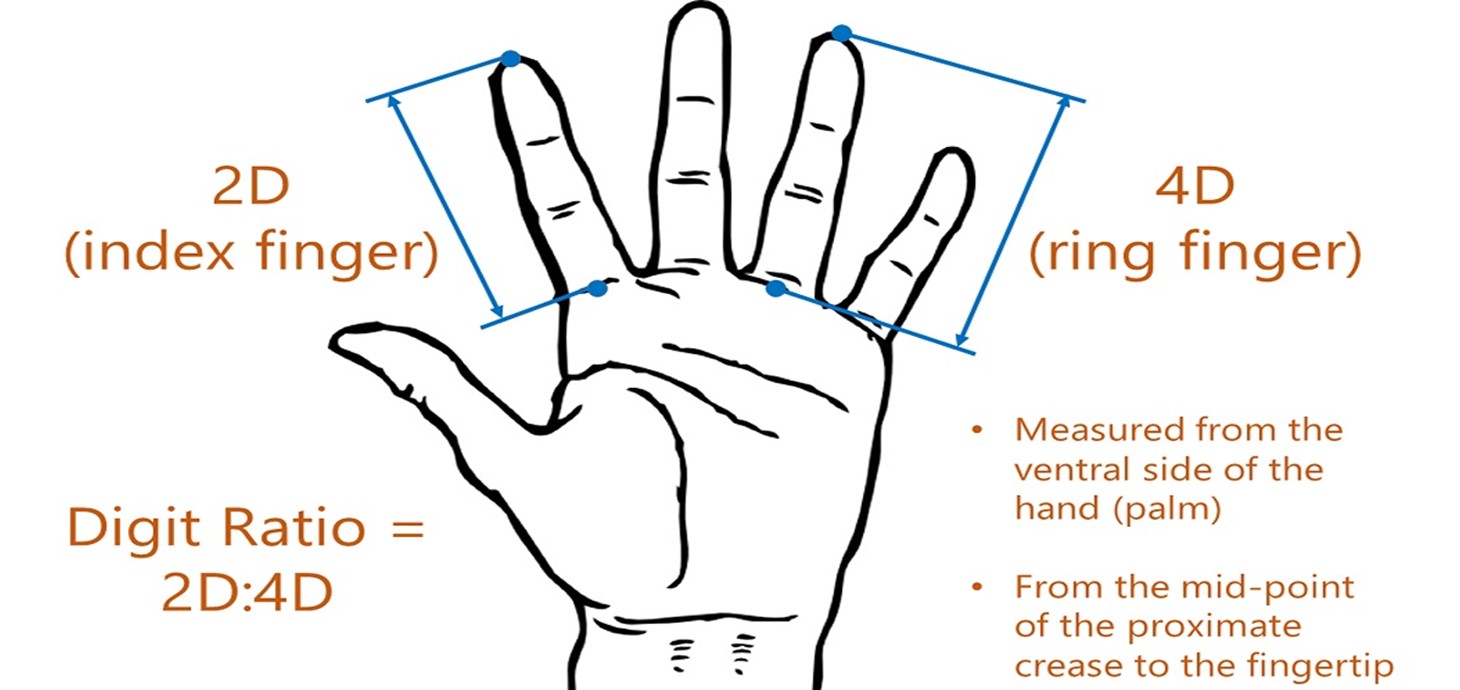 The study was based on the relationship between the length of a person’s index and ring fingers, known as the 2D:4D ratio.