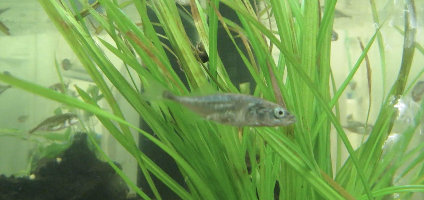 A three-spined stickleback fish swimming in a tank