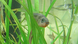 A three-spined stickleback fish swimming in a tank