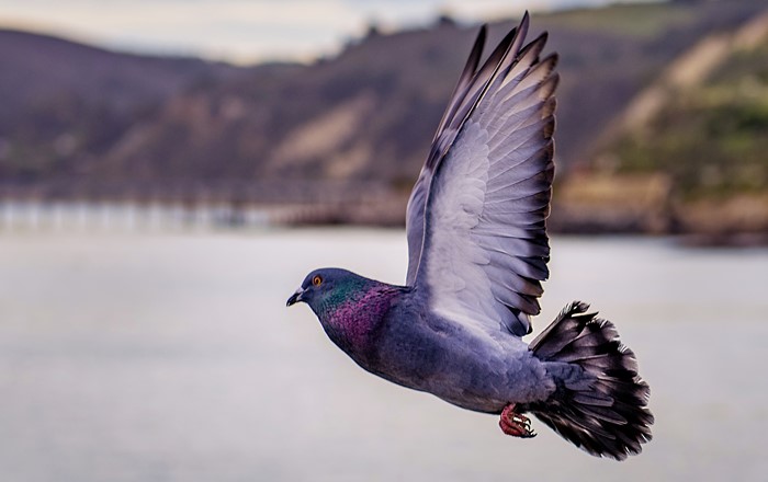 How a pigeon’s journey home reveals more about their flight patterns