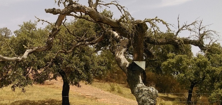 A diseased holm oak tree with many dead branches.