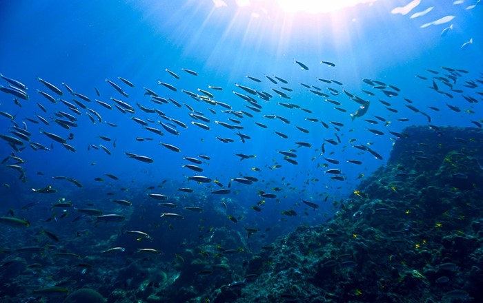 Fish shoal.  Over 1 million species of insects have so far been identified, three-quarters of all invertebrate species on Earth.  There are 31,269 species of fish: half of all vertebrate species.