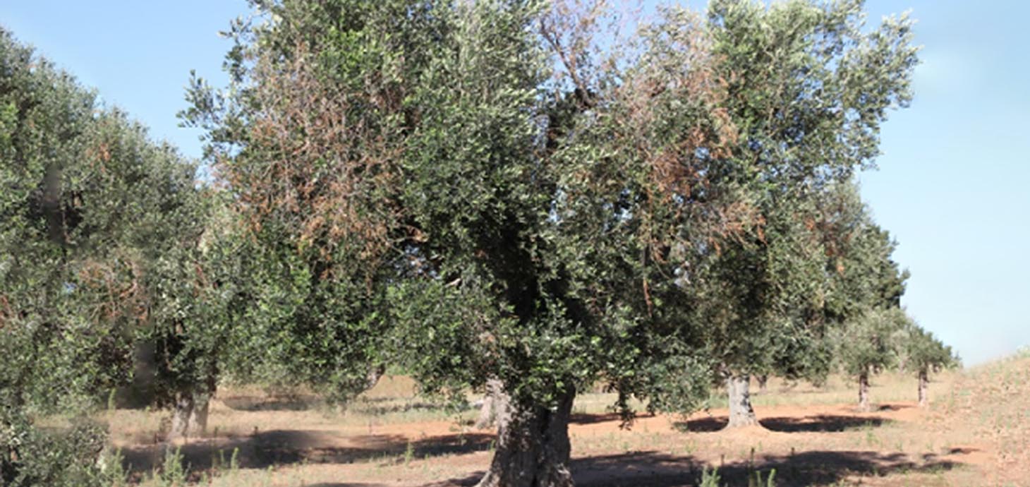 Diseased trees that have been affected by the Xf pathogen.