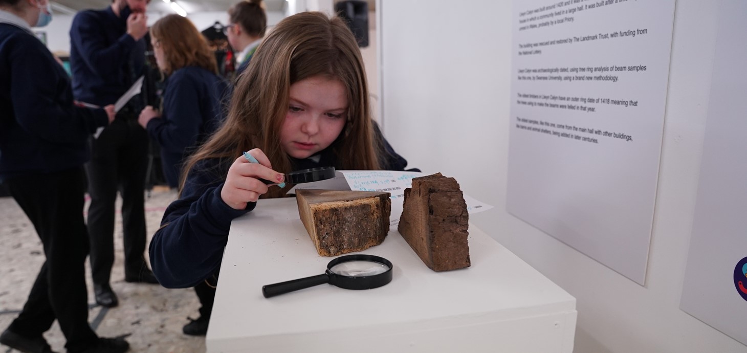 Schoolgirl using magnifying glass to study a cross section of oak taken from the most important houses in Wales, Llwyn Celyn, a house that has been lived in since the Medieval times.