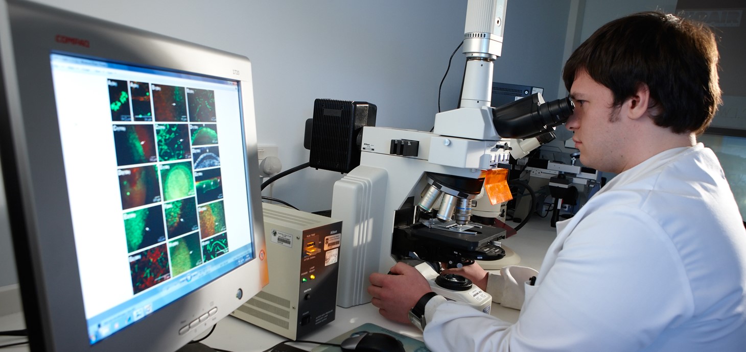 A researcher looks into a microscope.