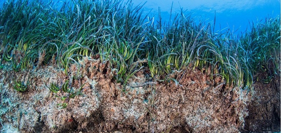 Underwater view of seagrass growing on a seabed.