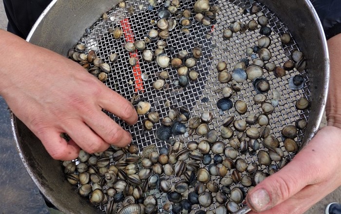 Cockles: cleaner water is linked with smaller cockles that die younger, Swansea research reveals
