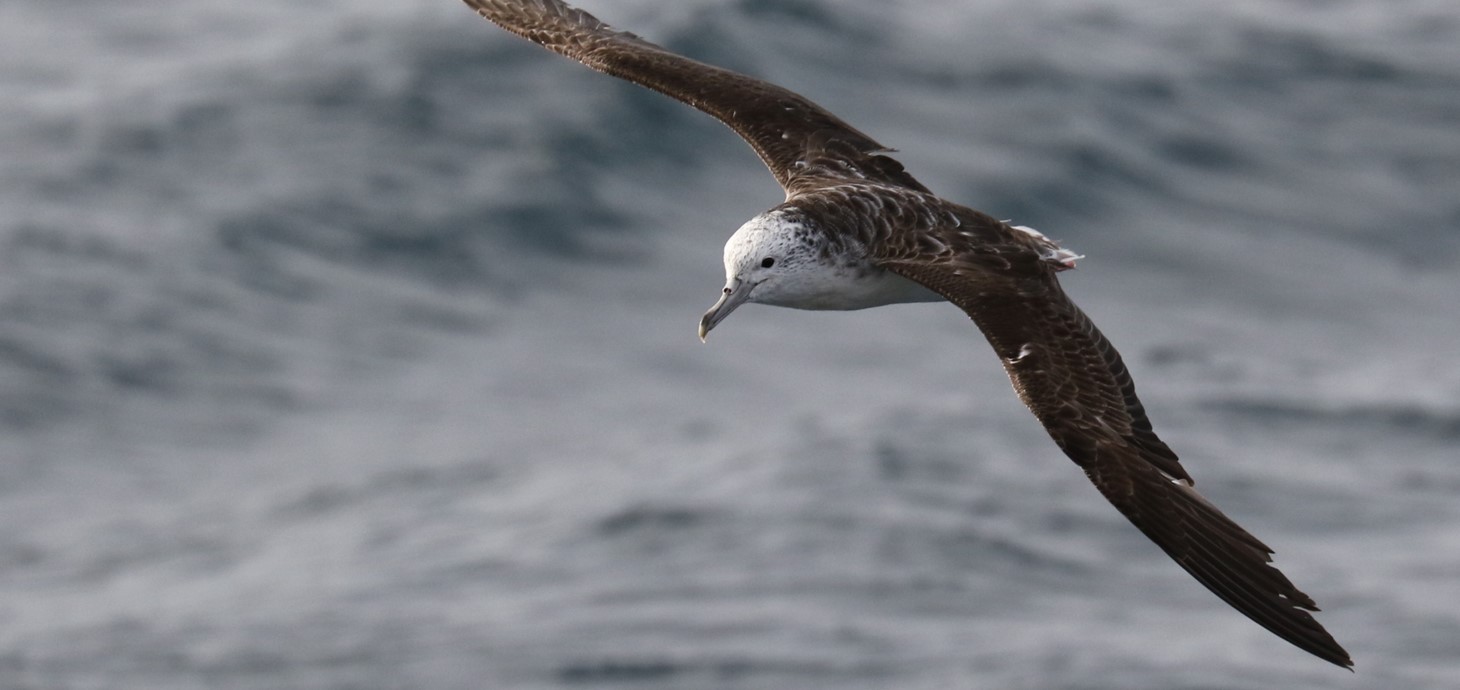 A Streaked Shearwater flying over the ocean. Photo credit: Yusuke Goto.