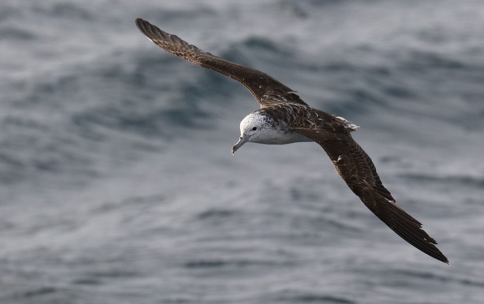 A Streaked Shearwater fl ying over the ocean. Photo credit: Yusuke Goto.