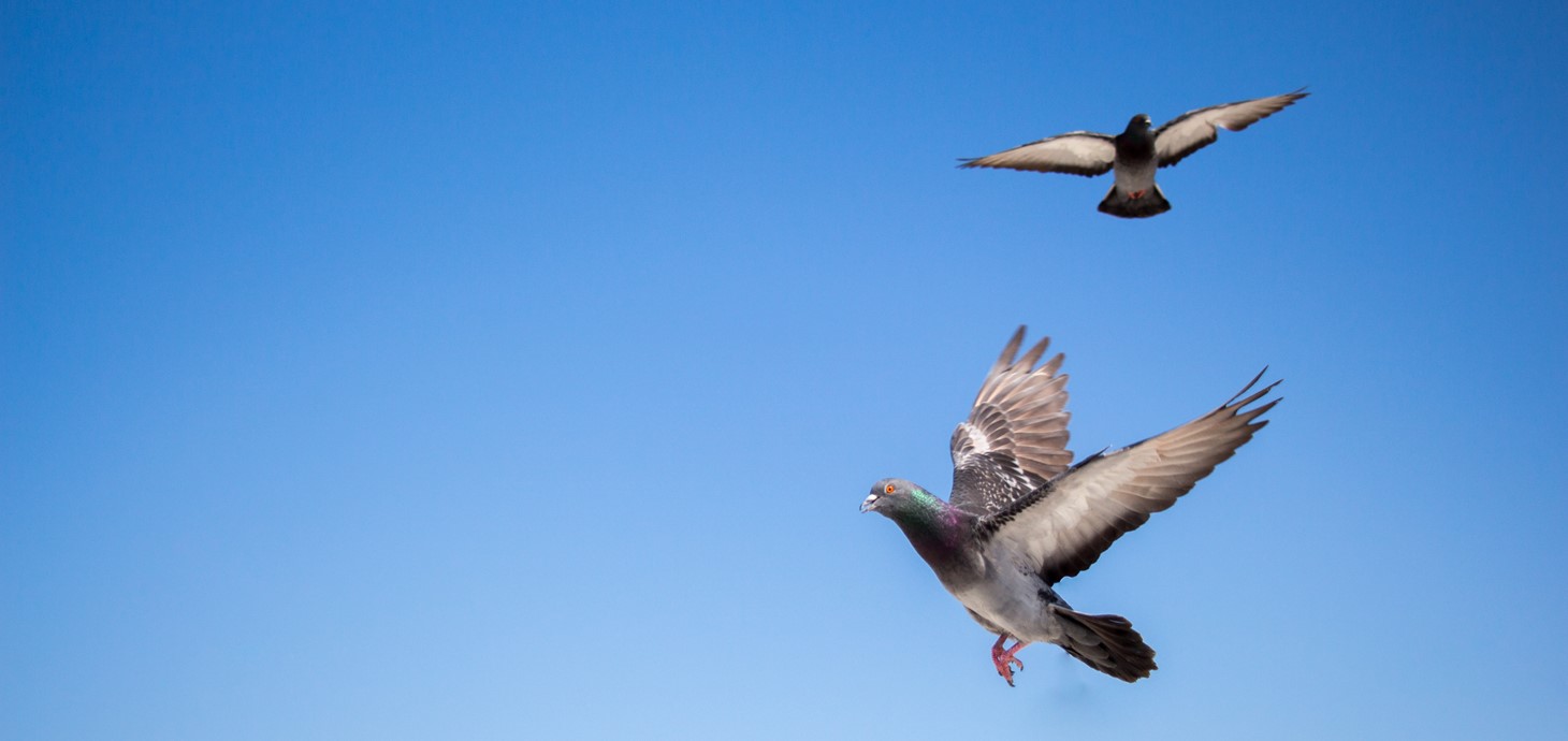 Pigeons flying.