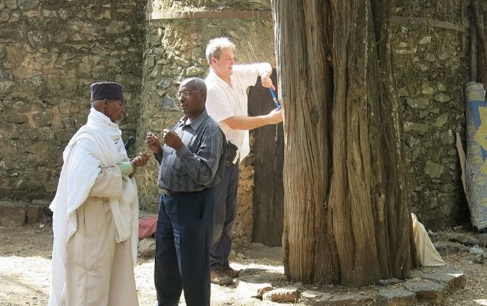 One of the joint Swansea-Africa climate projects:  studying tree cores for evidence of past climate in the grounds of an Ethiopian Orthodox church in the Gondar region of Ethiopia. Led by Dr Iain Robertson and Dr Zewdu Eshetu 