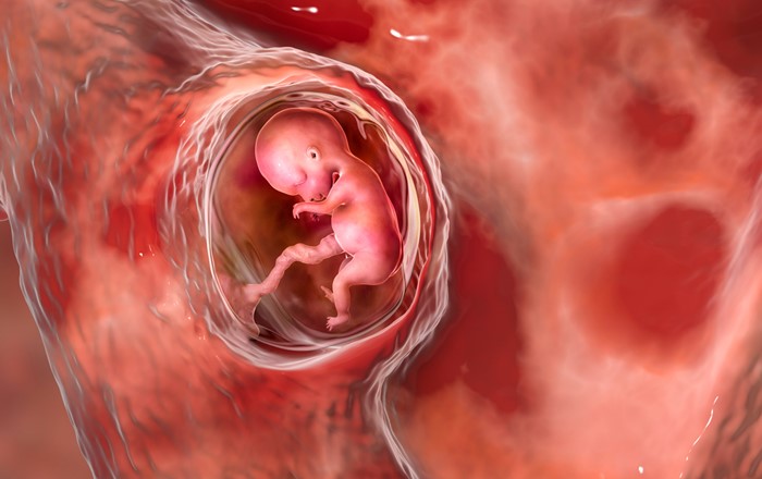 Foetus in womb