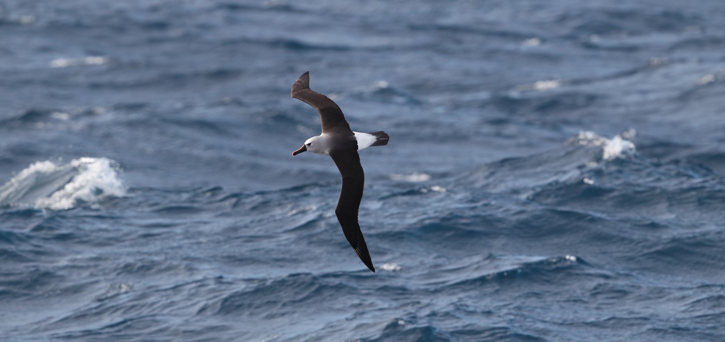 An Atlantic yellow-nosed albatross flying over the Southern Ocean