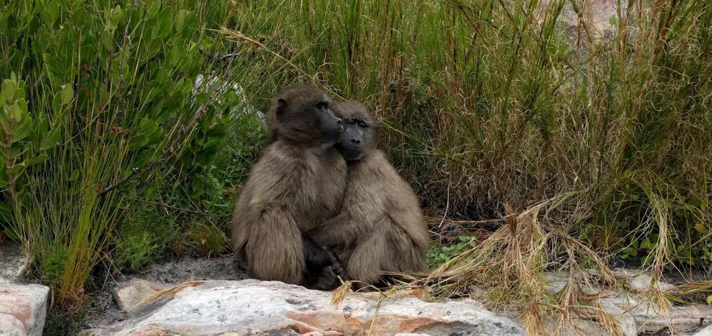 Two baboons holding on to each other, sitting on a rock surrounded by grass. Photo credit: Dr Charlotte Christensen