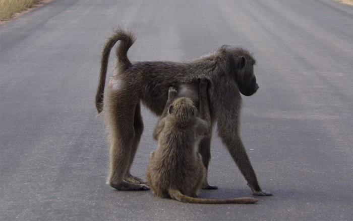 A baboon being groomed by a smaller baboon in the middle of a road. Photo credit: Dr Charlotte Christensen