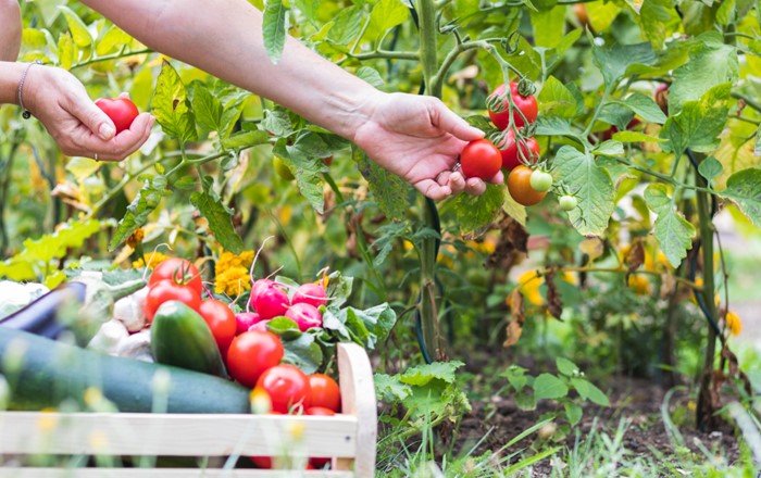 Person’s hands picking tomatoes from a plant with a basket of harvested vegetables in the foreground