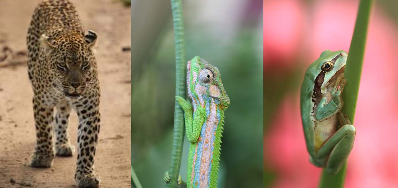 A leopard, chameleon and tree frog