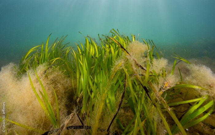 Underwater view of seagrass growing on a seabed. Credit: Lewis M Jefferies.