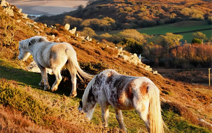 Two ponies grazing on a steep hillside with a beach in the background
