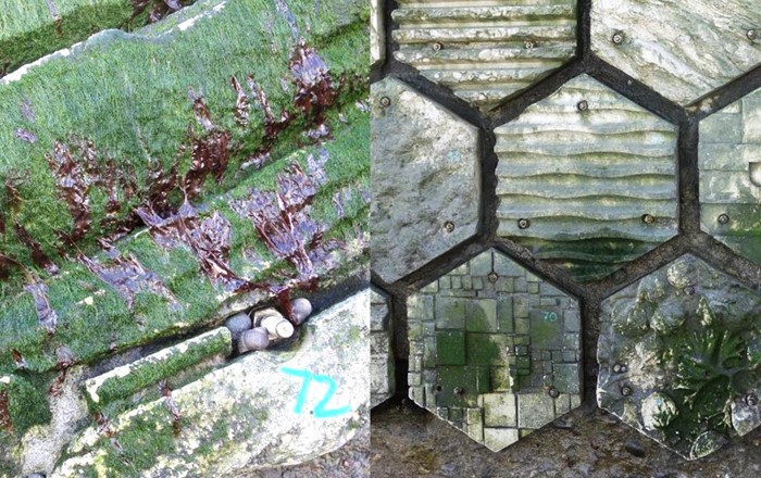 Colonisation of some of the concrete panels used in the research by marine species: (left) green algae, purple laver seaweed, periwinkles, and (right) green algae 