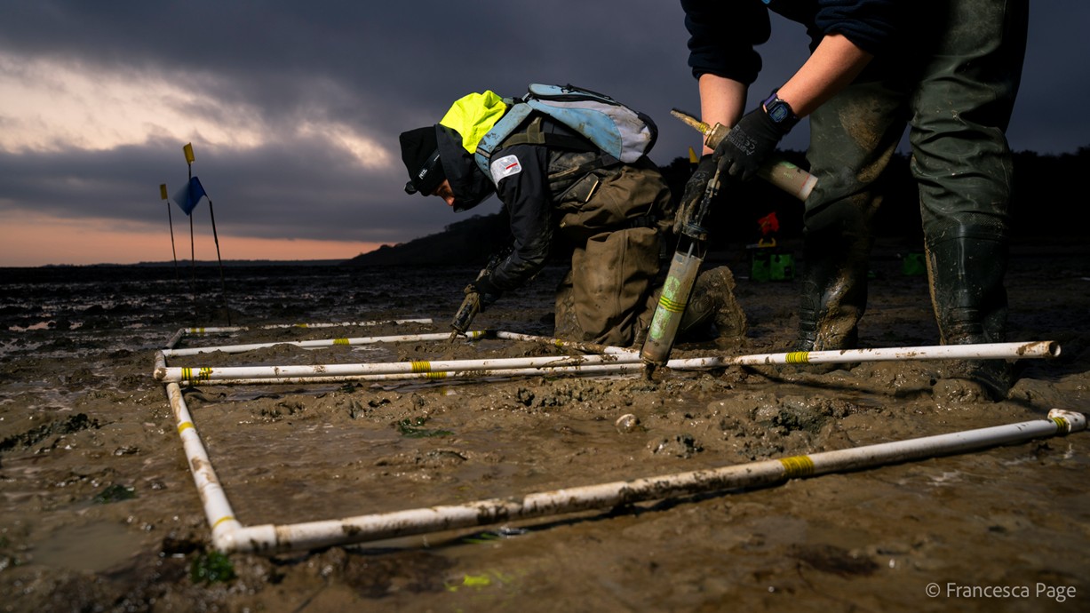 A photo of two people working to restore seagrass in Thorness, Isle of Wight. Photo credit: Francesca Page.