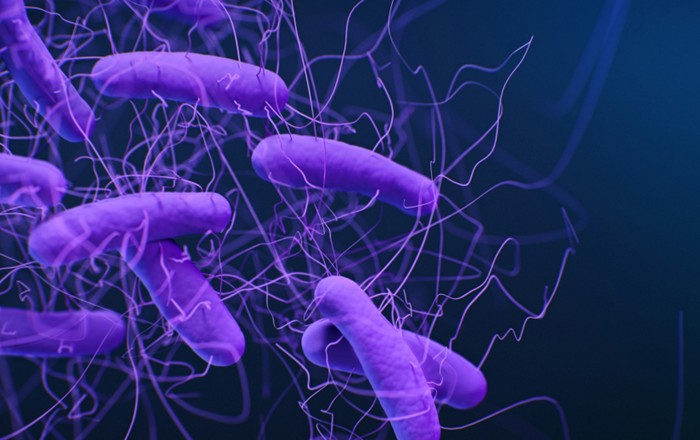 Medical illustration of Clostridioides difficile bacteria, formerly known as Clostridium difficile. Medical Illustrator: Jennifer Oosthuizen. Credit: CDC on Unsplash.