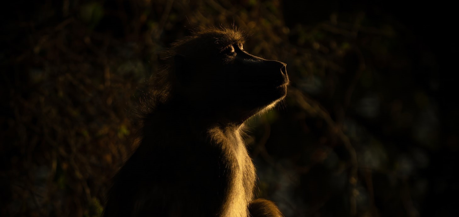 A baboon rests sitting upright in low light