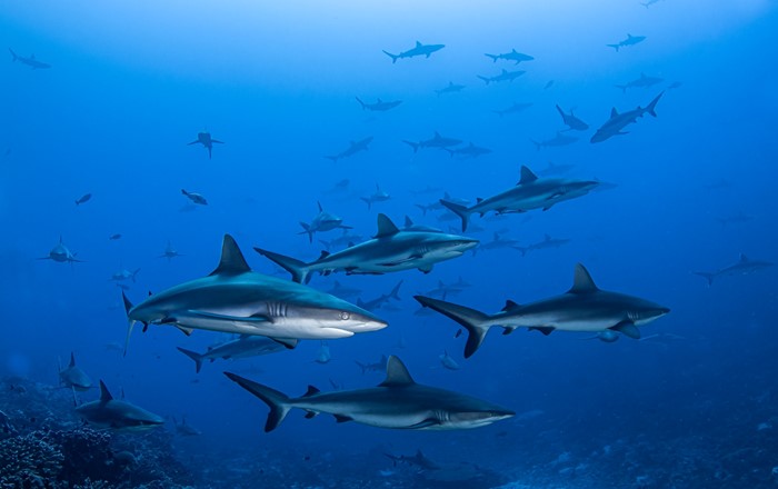 A shiver of sharks underwater