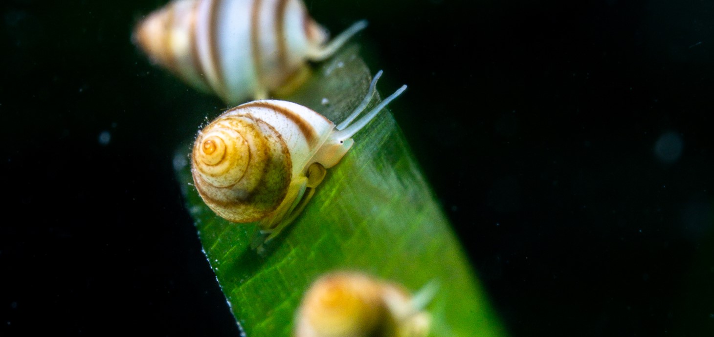 A close up of marine snails