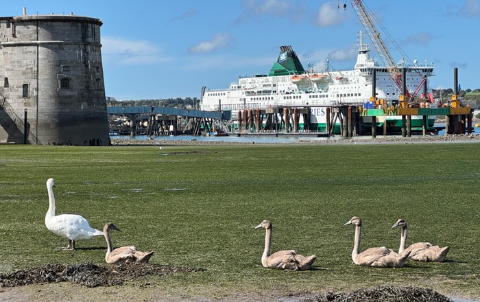 Four birds stand on grass with large ferry in the background.