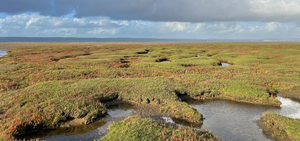 Saltmarshes near Weobley Castle, Gower Credit: Sasha Shute