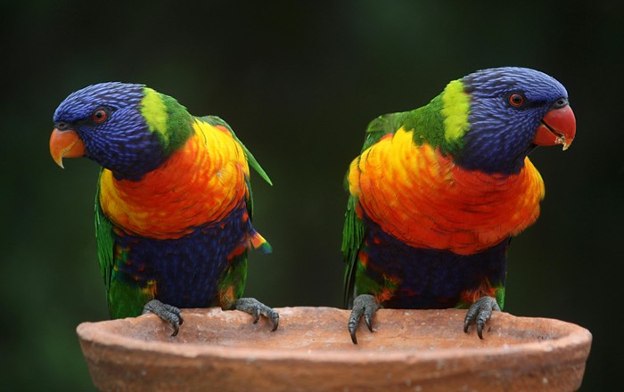 Two brightly coloured parrots standing on a bowl looking in opposite directions
