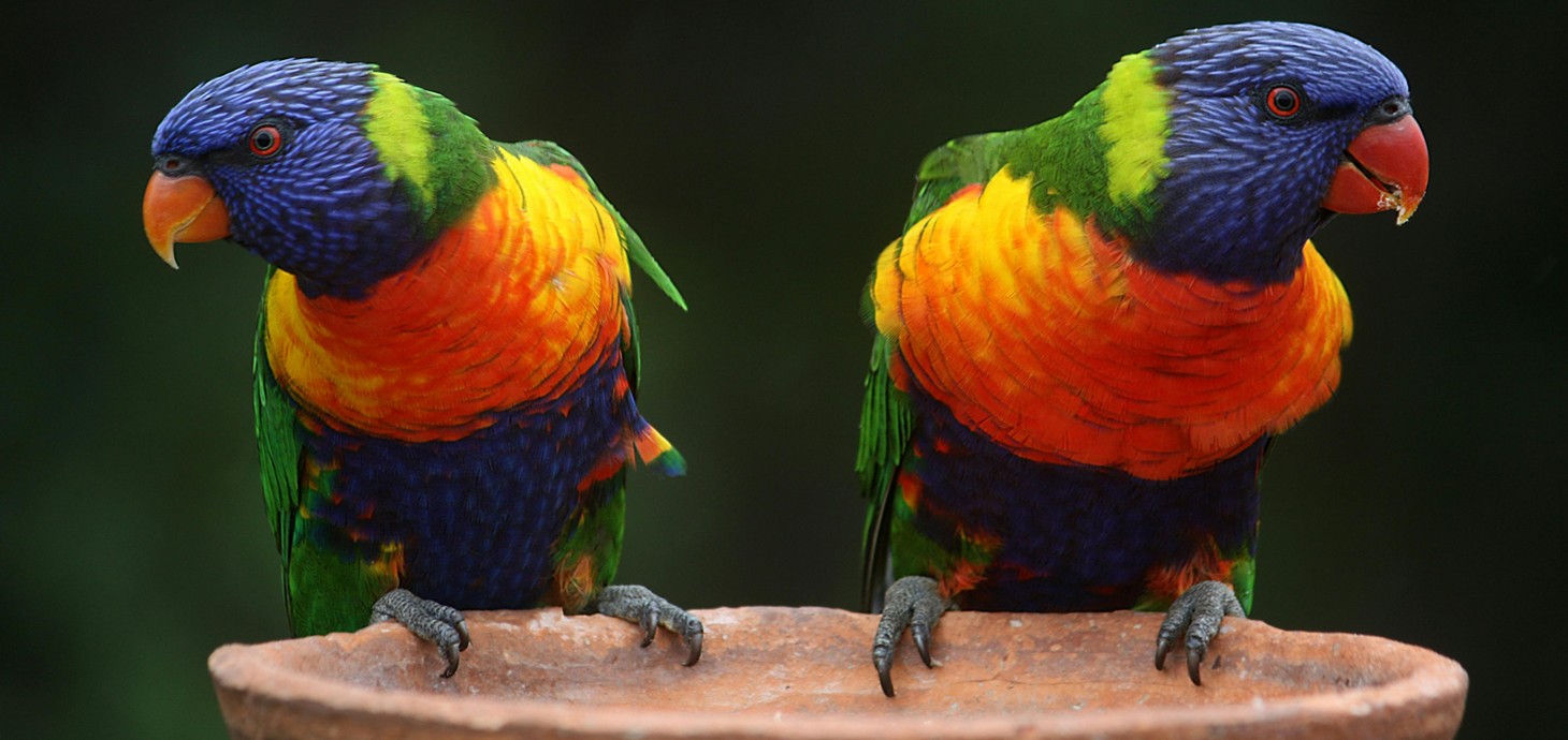 Two brightly coloured parrots standing on a bowl looking in opposite directions