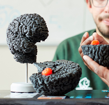 Image of a brain model with a student