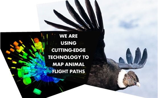 Bird of prey and text 'We are using cutting-edge technology to map animal flight paths'