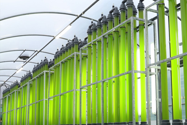 Green microalgae in tall tubes held in frames