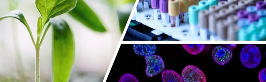 Plant, cells and testubes