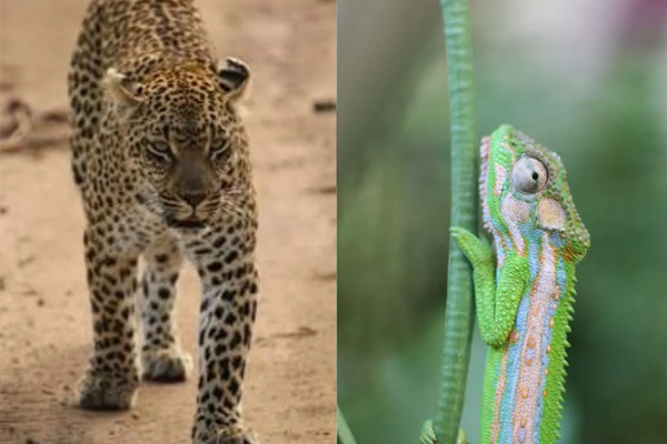 Unlocking the secrets of animal travel: how traits have shaped species' journeys across the globe