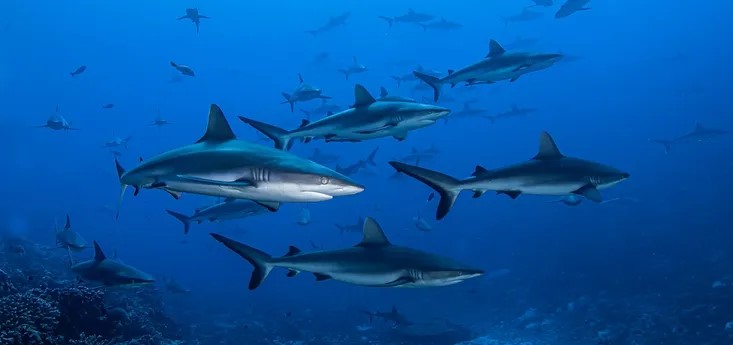 Shark image