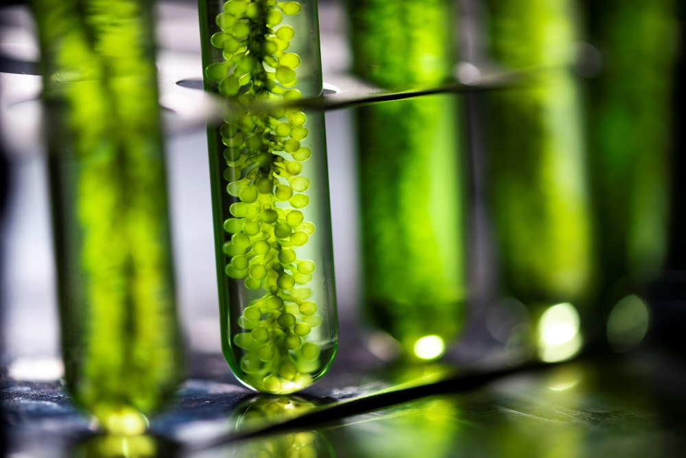 Algae in tubes