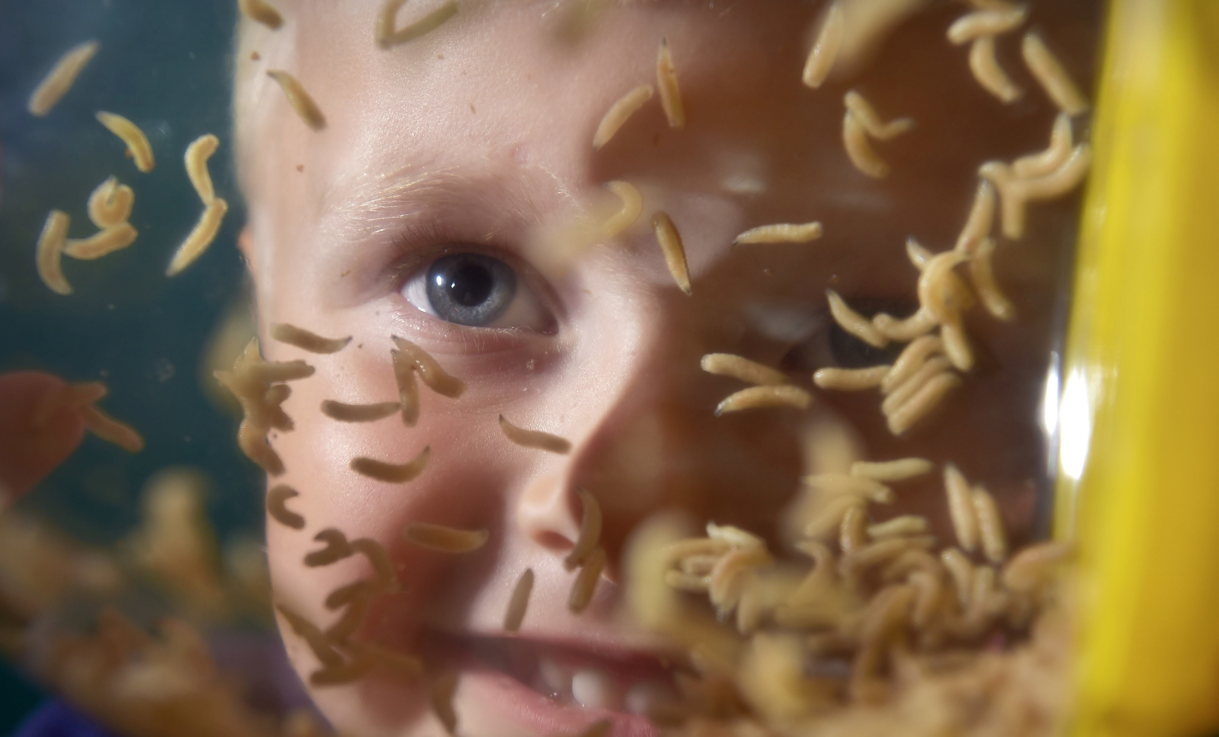 Child looking at the maggots
