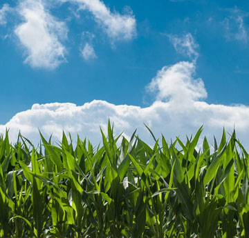 corn crop against blue sky