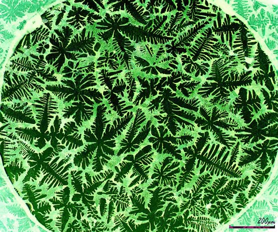 A microscopic image which looks like green leaves