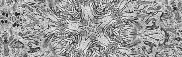A microscopic image of mosquito cells, which looks like a snowflake
