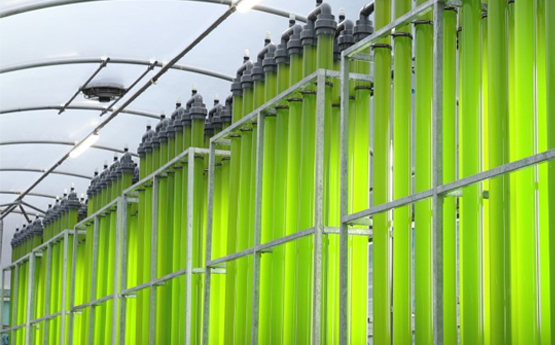 Lots of large tubes full of green algae